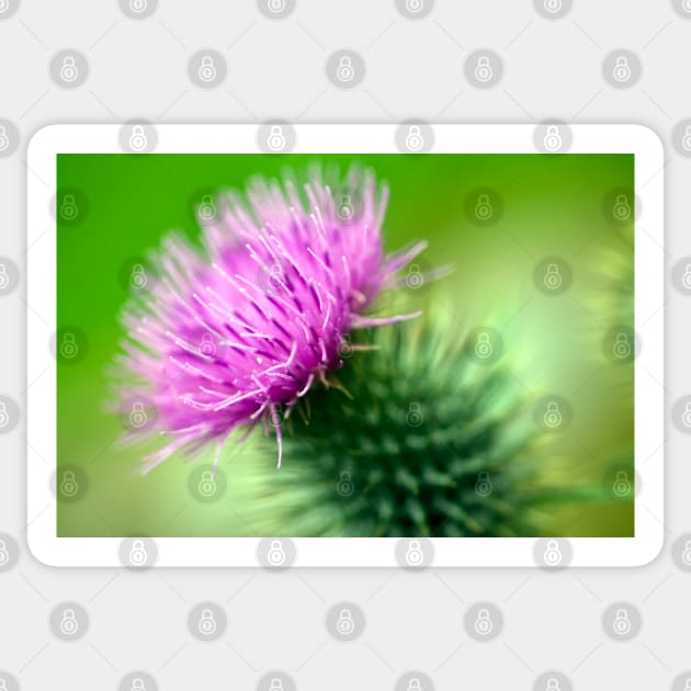 Thistle Sticker by JeanKellyPhoto